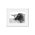 Picture of Big Cattle  _GroupedProduct_Rectangle_Landscape_Framed_Matted_