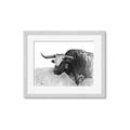 Picture of Big Cattle  _GroupedProduct_Rectangle_Landscape_Framed_Matted_