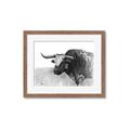 Picture of Big Cattle  _GroupedProduct_Rectangle_Landscape_Framed_Matted_
