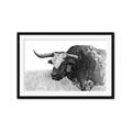 Picture of Big Cattle  _GroupedProduct_Rectangle_Landscape_Framed_Matted_