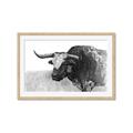 Picture of Big Cattle  _GroupedProduct_Rectangle_Landscape_Framed_Matted_