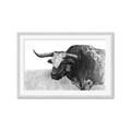 Picture of Big Cattle  _GroupedProduct_Rectangle_Landscape_Framed_Matted_
