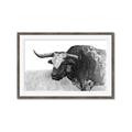 Picture of Big Cattle  _GroupedProduct_Rectangle_Landscape_Framed_Matted_