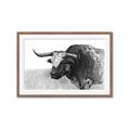 Picture of Big Cattle  _GroupedProduct_Rectangle_Landscape_Framed_Matted_