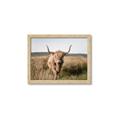 Picture of Beautiful Cow, Bella  _GroupedProduct_Rectangle_Landscape_Photography _GroupedProduct_Rectangle_Landscape_Framed_Matted_