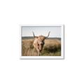 Picture of Beautiful Cow, Bella  _GroupedProduct_Rectangle_Landscape_Photography _GroupedProduct_Rectangle_Landscape_Framed_Matted_