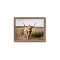 Picture of Beautiful Cow, Bella  _GroupedProduct_Rectangle_Landscape_Photography _GroupedProduct_Rectangle_Landscape_Framed_Matted_