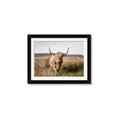 Picture of Beautiful Cow, Bella  _GroupedProduct_Rectangle_Landscape_Photography _GroupedProduct_Rectangle_Landscape_Framed_Matted_
