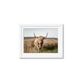 Picture of Beautiful Cow, Bella  _GroupedProduct_Rectangle_Landscape_Photography _GroupedProduct_Rectangle_Landscape_Framed_Matted_