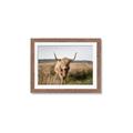 Picture of Beautiful Cow, Bella  _GroupedProduct_Rectangle_Landscape_Photography _GroupedProduct_Rectangle_Landscape_Framed_Matted_