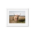 Picture of Beautiful Cow, Bella  _GroupedProduct_Rectangle_Landscape_Photography _GroupedProduct_Rectangle_Landscape_Framed_Matted_