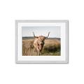 Picture of Beautiful Cow, Bella  _GroupedProduct_Rectangle_Landscape_Photography _GroupedProduct_Rectangle_Landscape_Framed_Matted_