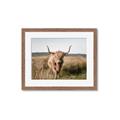 Picture of Beautiful Cow, Bella  _GroupedProduct_Rectangle_Landscape_Photography _GroupedProduct_Rectangle_Landscape_Framed_Matted_