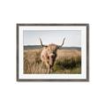 Picture of Beautiful Cow, Bella  _GroupedProduct_Rectangle_Landscape_Photography _GroupedProduct_Rectangle_Landscape_Framed_Matted_
