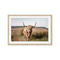 Picture of Beautiful Cow, Bella  _GroupedProduct_Rectangle_Landscape_Photography _GroupedProduct_Rectangle_Landscape_Framed_Matted_