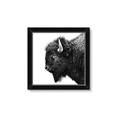 Picture of Buffalo Head _GroupedProduct_Square_Photography _GroupedProduct_Square_Framed_Matted_