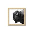 Picture of Buffalo Head _GroupedProduct_Square_Photography _GroupedProduct_Square_Framed_Matted_