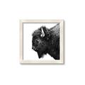 Picture of Buffalo Head _GroupedProduct_Square_Photography _GroupedProduct_Square_Framed_Matted_