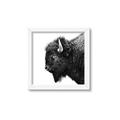 Picture of Buffalo Head _GroupedProduct_Square_Photography _GroupedProduct_Square_Framed_Matted_