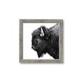 Picture of Buffalo Head _GroupedProduct_Square_Photography _GroupedProduct_Square_Framed_Matted_