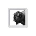 Picture of Buffalo Head _GroupedProduct_Square_Photography _GroupedProduct_Square_Framed_Matted_