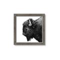 Picture of Buffalo Head _GroupedProduct_Square_Photography _GroupedProduct_Square_Framed_Matted_