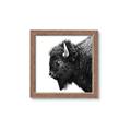 Picture of Buffalo Head _GroupedProduct_Square_Photography _GroupedProduct_Square_Framed_Matted_