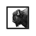 Picture of Buffalo Head _GroupedProduct_Square_Photography _GroupedProduct_Square_Framed_Matted_