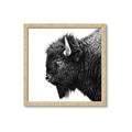 Picture of Buffalo Head _GroupedProduct_Square_Photography _GroupedProduct_Square_Framed_Matted_