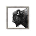 Picture of Buffalo Head _GroupedProduct_Square_Photography _GroupedProduct_Square_Framed_Matted_