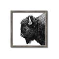 Picture of Buffalo Head _GroupedProduct_Square_Photography _GroupedProduct_Square_Framed_Matted_