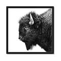 Picture of Buffalo Head _GroupedProduct_Square_Photography _GroupedProduct_Square_Framed_Matted_