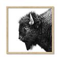 Picture of Buffalo Head _GroupedProduct_Square_Photography _GroupedProduct_Square_Framed_Matted_