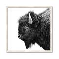 Picture of Buffalo Head _GroupedProduct_Square_Photography _GroupedProduct_Square_Framed_Matted_