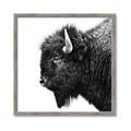 Picture of Buffalo Head _GroupedProduct_Square_Photography _GroupedProduct_Square_Framed_Matted_