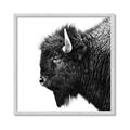 Picture of Buffalo Head _GroupedProduct_Square_Photography _GroupedProduct_Square_Framed_Matted_