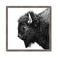 Picture of Buffalo Head _GroupedProduct_Square_Photography _GroupedProduct_Square_Framed_Matted_