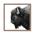 Picture of Buffalo Head _GroupedProduct_Square_Photography _GroupedProduct_Square_Framed_Matted_