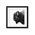Picture of Buffalo Head _GroupedProduct_Square_Photography _GroupedProduct_Square_Framed_Matted_