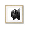 Picture of Buffalo Head _GroupedProduct_Square_Photography _GroupedProduct_Square_Framed_Matted_