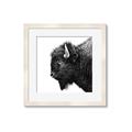 Picture of Buffalo Head _GroupedProduct_Square_Photography _GroupedProduct_Square_Framed_Matted_