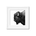 Picture of Buffalo Head _GroupedProduct_Square_Photography _GroupedProduct_Square_Framed_Matted_