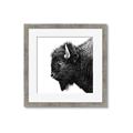 Picture of Buffalo Head _GroupedProduct_Square_Photography _GroupedProduct_Square_Framed_Matted_