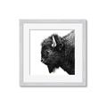 Picture of Buffalo Head _GroupedProduct_Square_Photography _GroupedProduct_Square_Framed_Matted_
