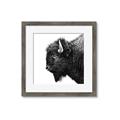 Picture of Buffalo Head _GroupedProduct_Square_Photography _GroupedProduct_Square_Framed_Matted_