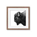 Picture of Buffalo Head _GroupedProduct_Square_Photography _GroupedProduct_Square_Framed_Matted_
