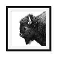 Picture of Buffalo Head _GroupedProduct_Square_Photography _GroupedProduct_Square_Framed_Matted_