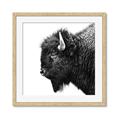 Picture of Buffalo Head _GroupedProduct_Square_Photography _GroupedProduct_Square_Framed_Matted_