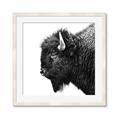 Picture of Buffalo Head _GroupedProduct_Square_Photography _GroupedProduct_Square_Framed_Matted_