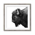 Picture of Buffalo Head _GroupedProduct_Square_Photography _GroupedProduct_Square_Framed_Matted_
